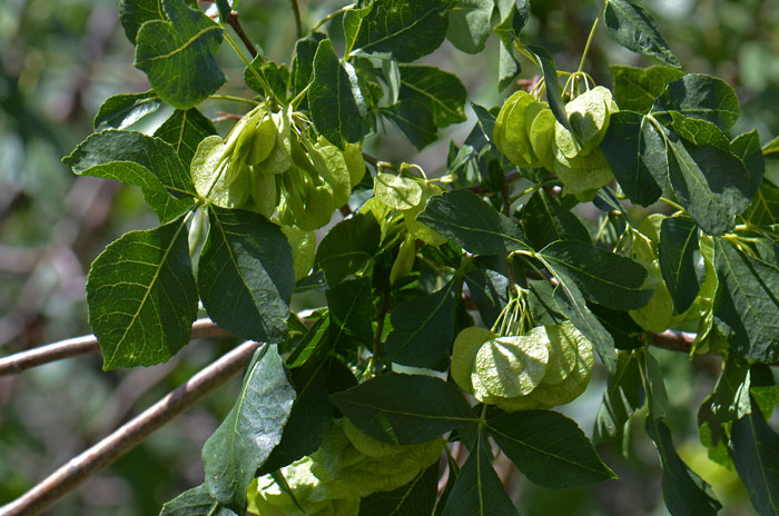 Common Hoptree has wafer-like fruit with broad wings, leaves are trifoliate with ovate or lanceolate leaves. Ptelea trifoliata
